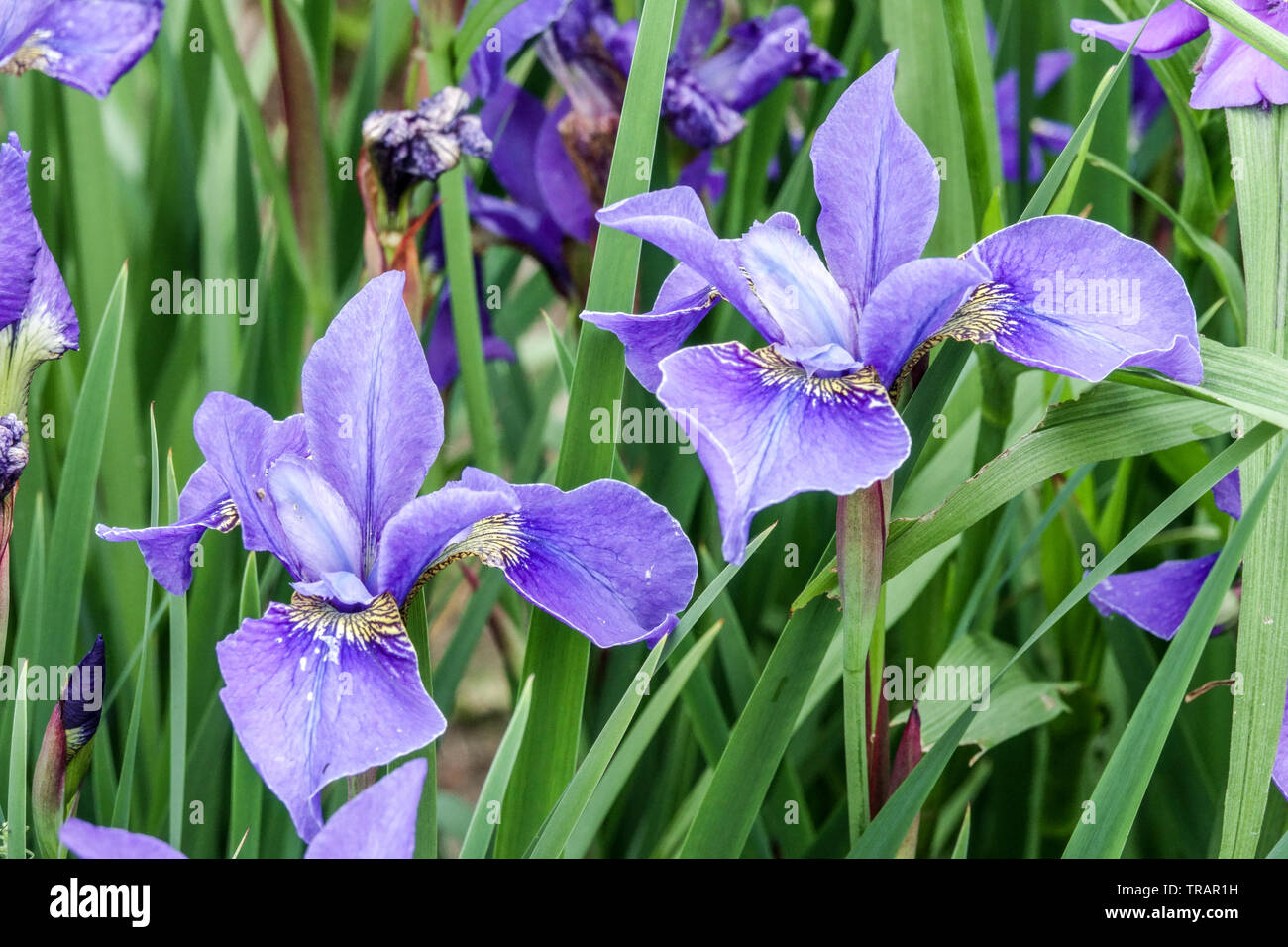 Blu iris sibirica "Marina" in ottone, Iris siberiano, iridi Foto Stock