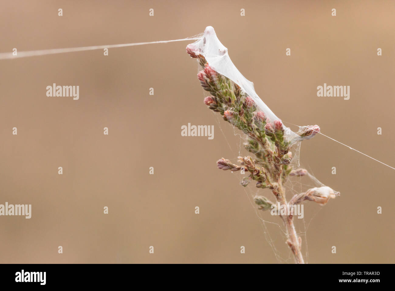 La seta rigging costruito da borsetta spiderlings web (Atypus affinis) sulla brughiera. Surrey, Regno Unito. Foto Stock