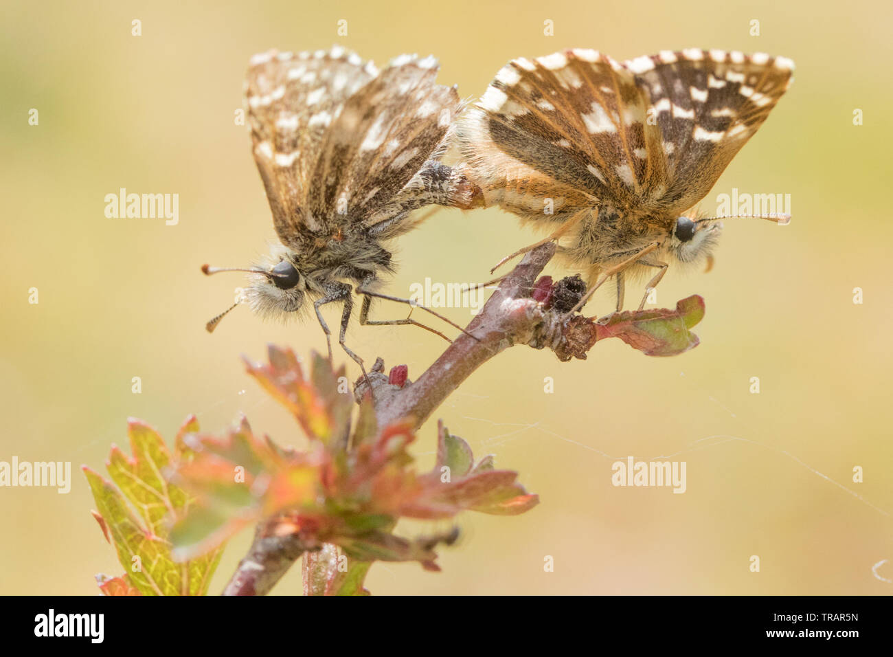 Skipper brizzolato (Pyrgus malvae) coniugata. Surrey, Regno Unito. Foto Stock