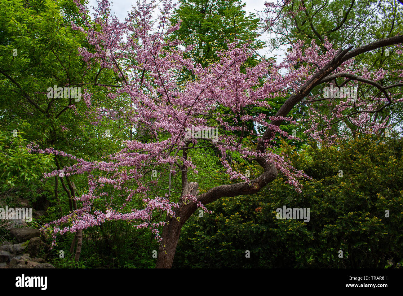 Fiore rosa albero che fiorisce in primavera a Toronto Foto Stock