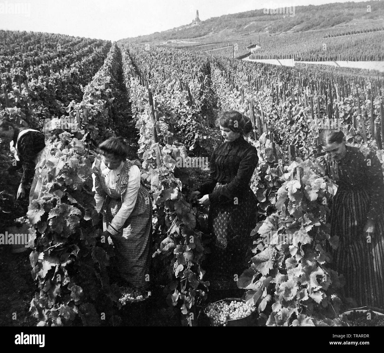 La raccolta uva, Rudesheim am Rhein, Germania Foto Stock