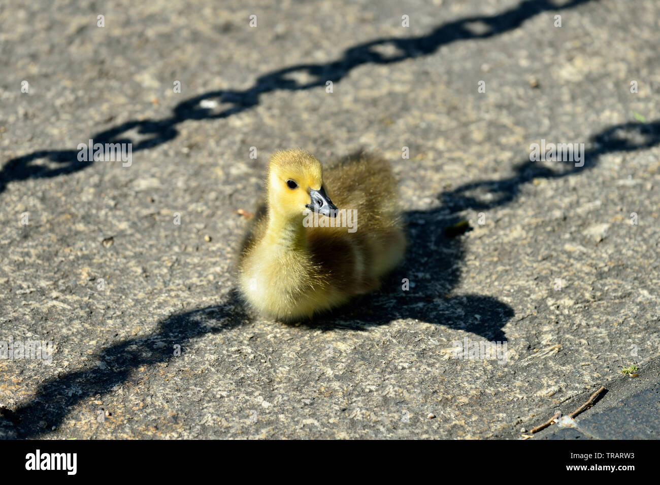 Canada Goose gosling seduta dockside, Bacino di pioppo marina, East London, Regno Unito Foto Stock