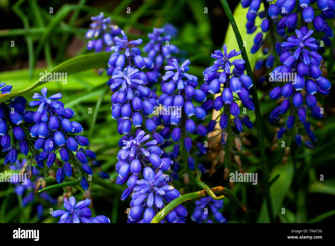 Abbastanza piccolo blu fiori che fioriscono in primavera Foto Stock