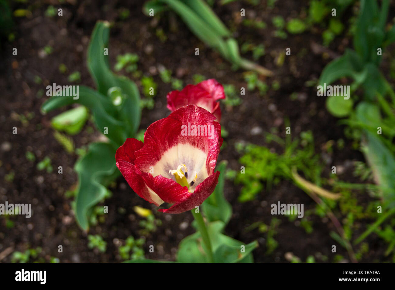 Tulipani rossi e bianchi che fiorisce in primavera Foto Stock