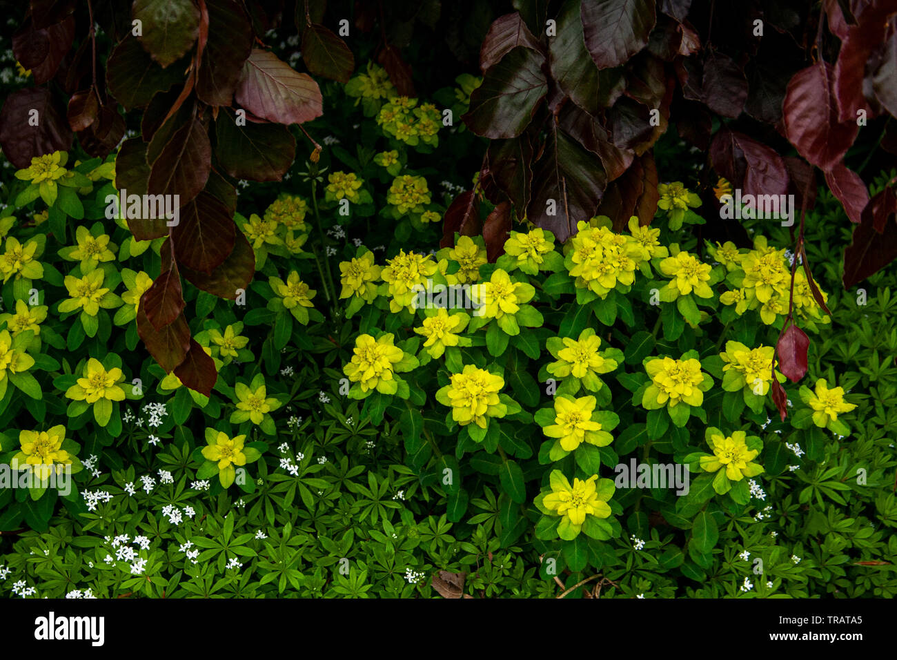 Giallo a forma di stella fiori che fioriscono in primavera Foto Stock