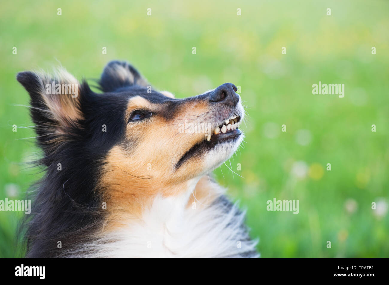 Shetland sheepdog nel prato. Foto Stock