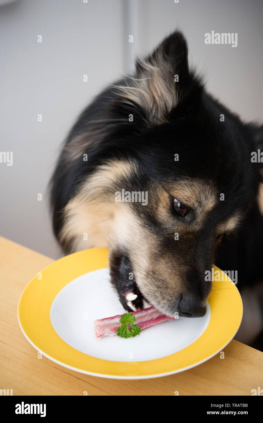 Lapphund finlandese di mangiare la nervatura da una piastra. Foto Stock