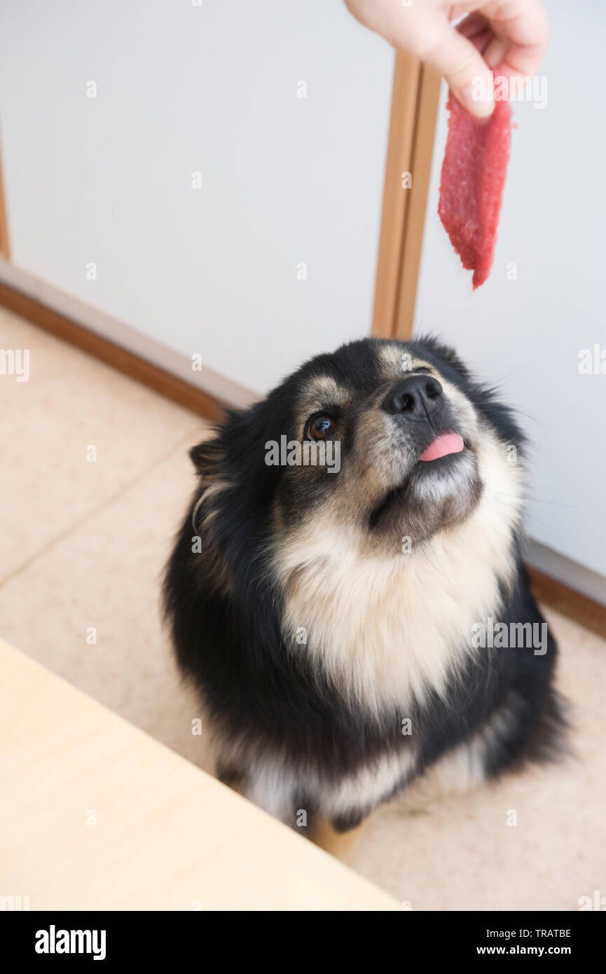 Alcune carni per il cane. Foto Stock