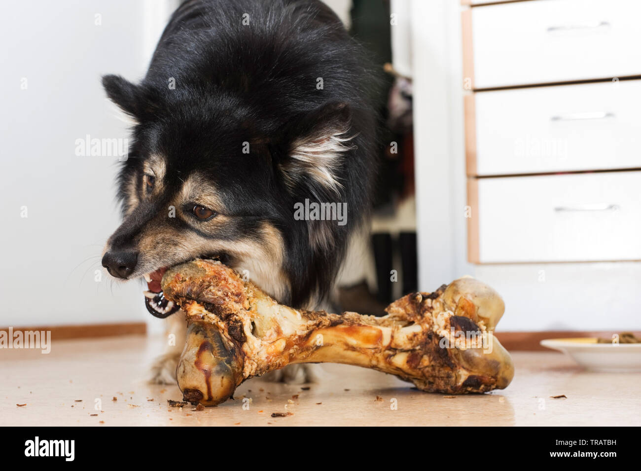 Lapphund finlandese masticare un grande osso. Foto Stock