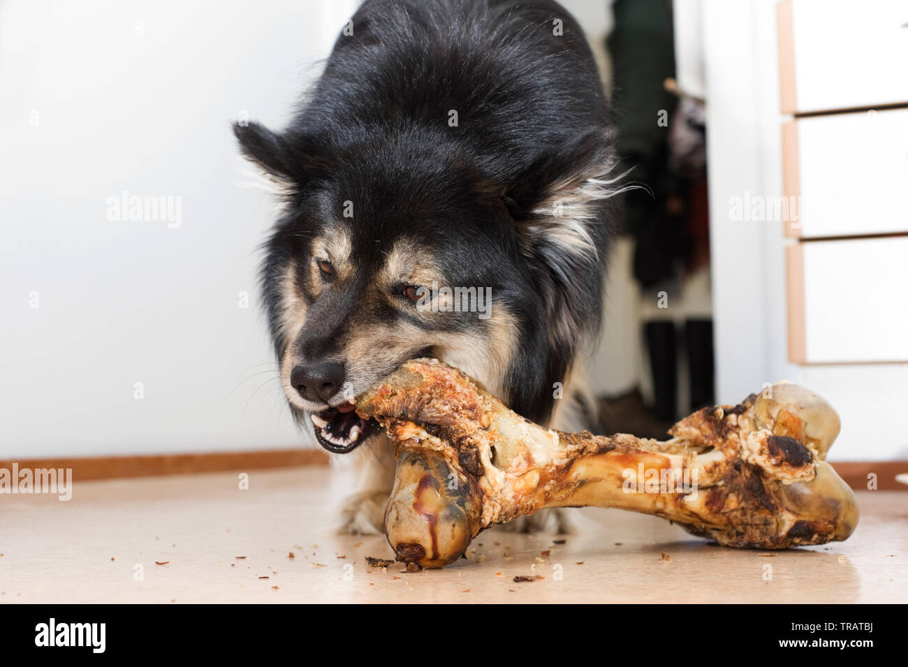 Lapphund finlandese masticare un grande osso. Foto Stock