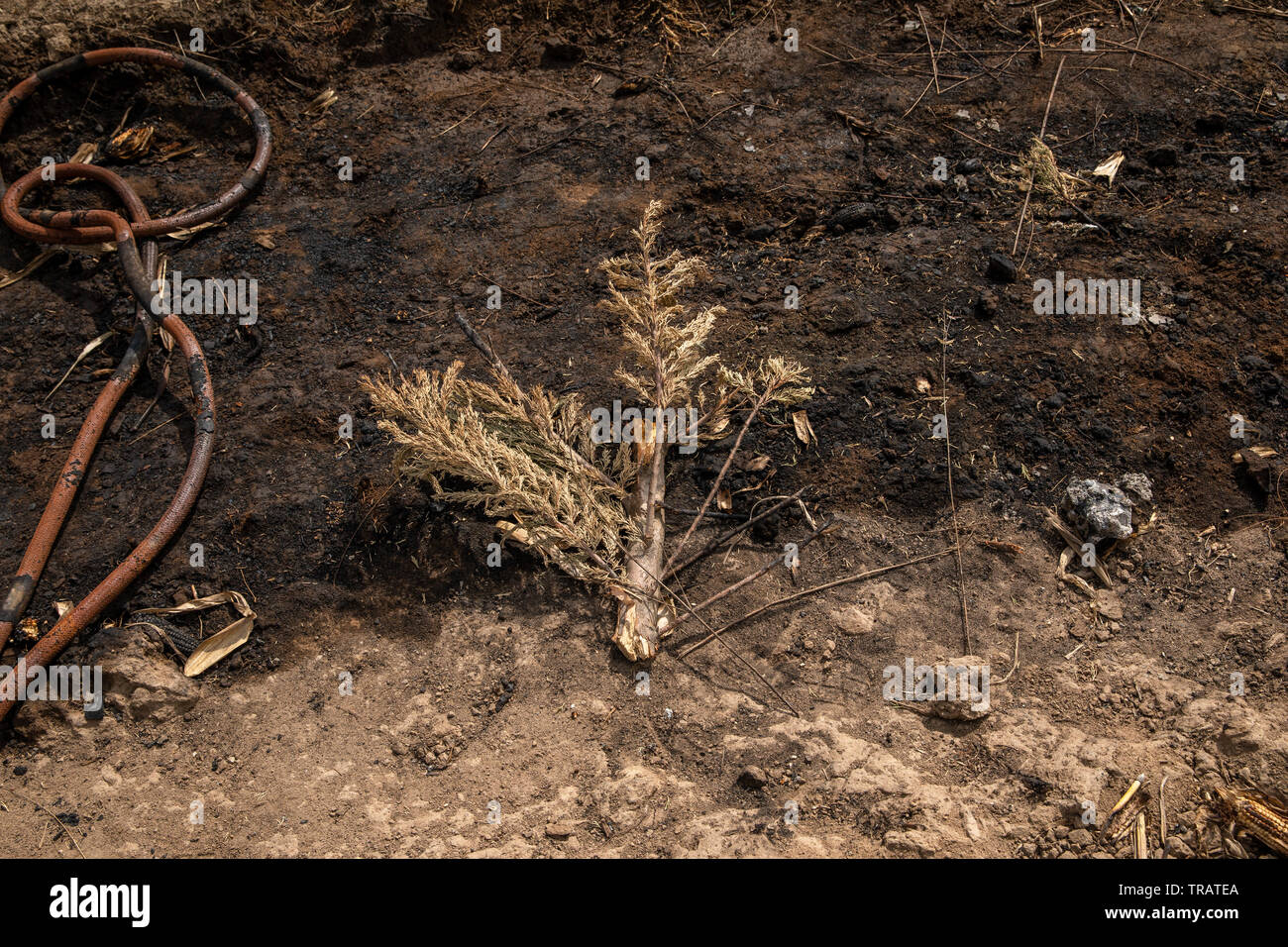 Un piccolo pezzo di un albero, su di suoli contaminati da sinistra illegale il furto di gas, vicino la comunità La Preciosita, Puebla, Messico, 16 gennaio 2019. Lo stato di Puebla è nota per la sua alta quantità di gas illegale il furto. Foto Stock