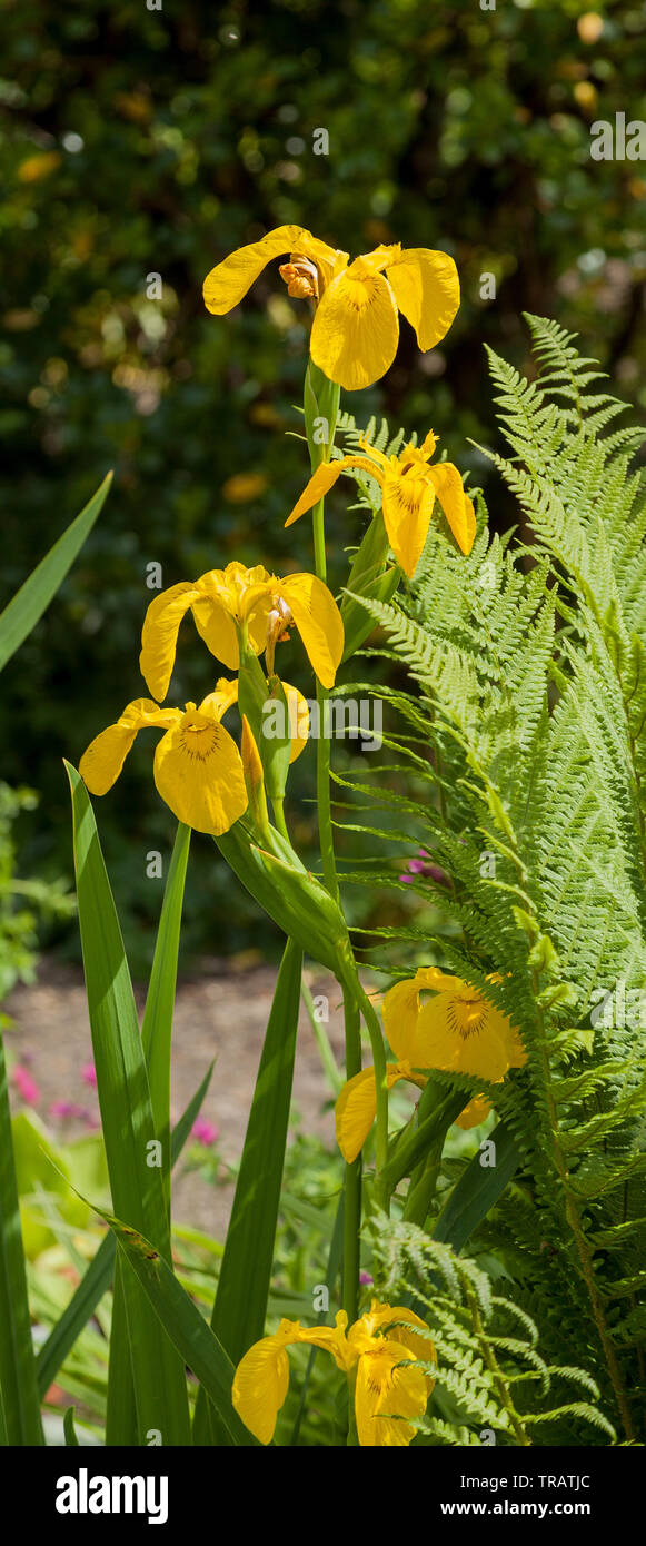 Bandiera gialla, Iris pseudacorus, impianto di stagno Foto Stock