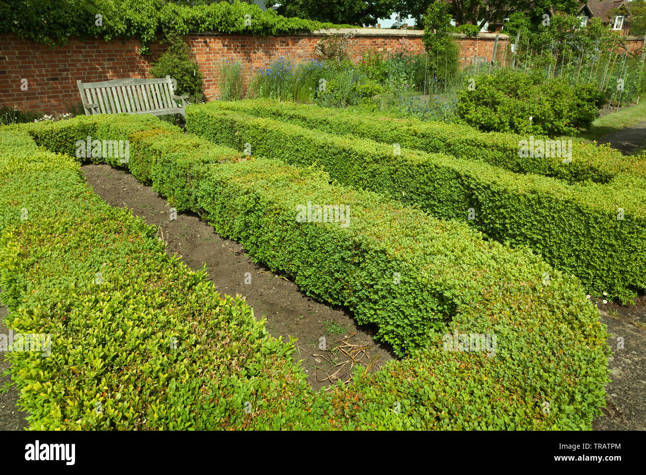 Scatola di copertura, la forma bassa in un giardino ben curato Foto Stock