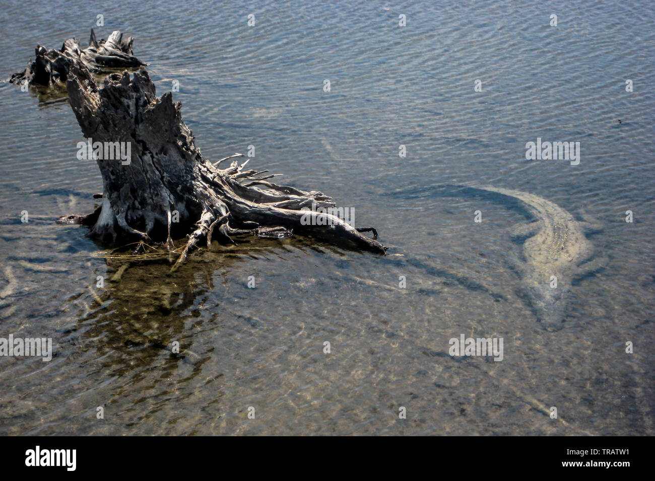 Un coccodrillo americano (Crocodylus acutus) in agguato in acque poco profonde in Cozumel, Messico Foto Stock