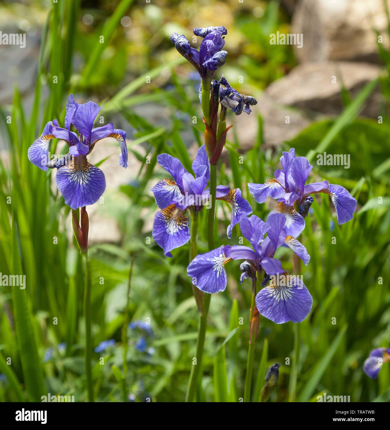 Iris Viola fiore Foto Stock