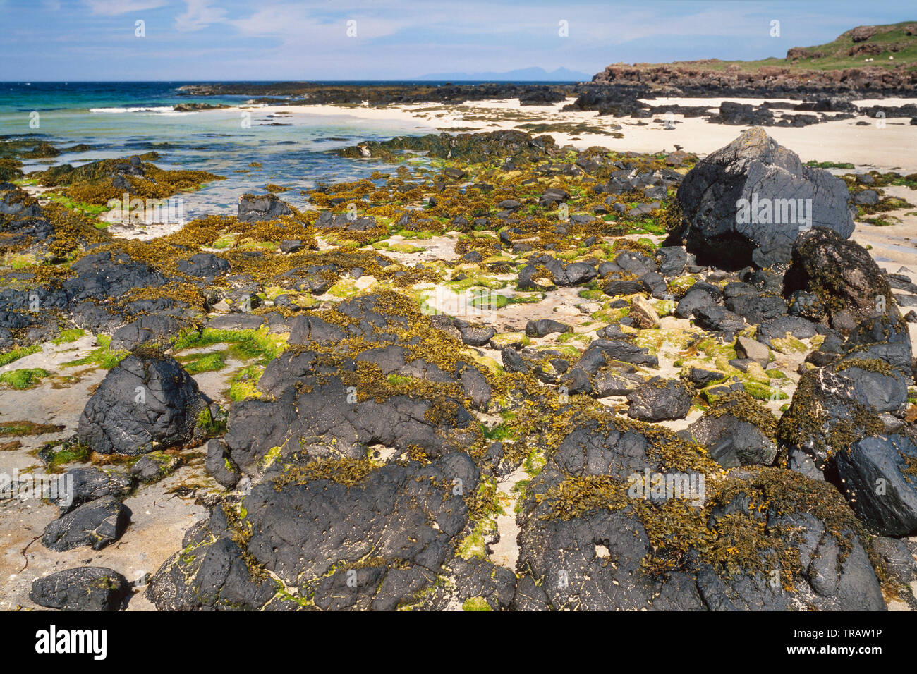 Area a Ardnamurchan, Highlands Occidentali, Scozia, spiaggia scena con alghe miste su rocce e pulita spiaggia sabbiosa Foto Stock