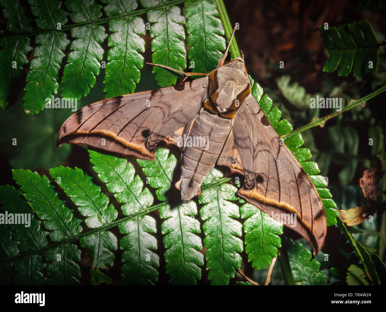 Un falco moth, appoggiato su una foglia di felce, Parco Kinabalu, Sabah, Malaysia orientale Foto Stock