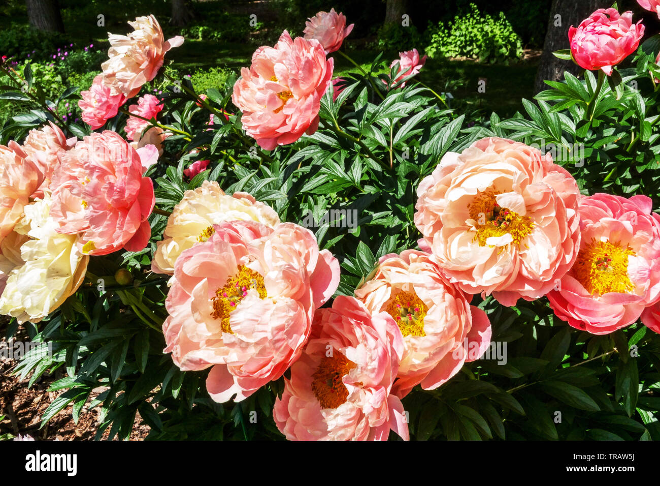 Bella giardino fiori, Pink Peony fiori Primavera Paeonia Lactiflora 'Pink Hawaiian Coral' Peonia in giardino Peonie Foto Stock