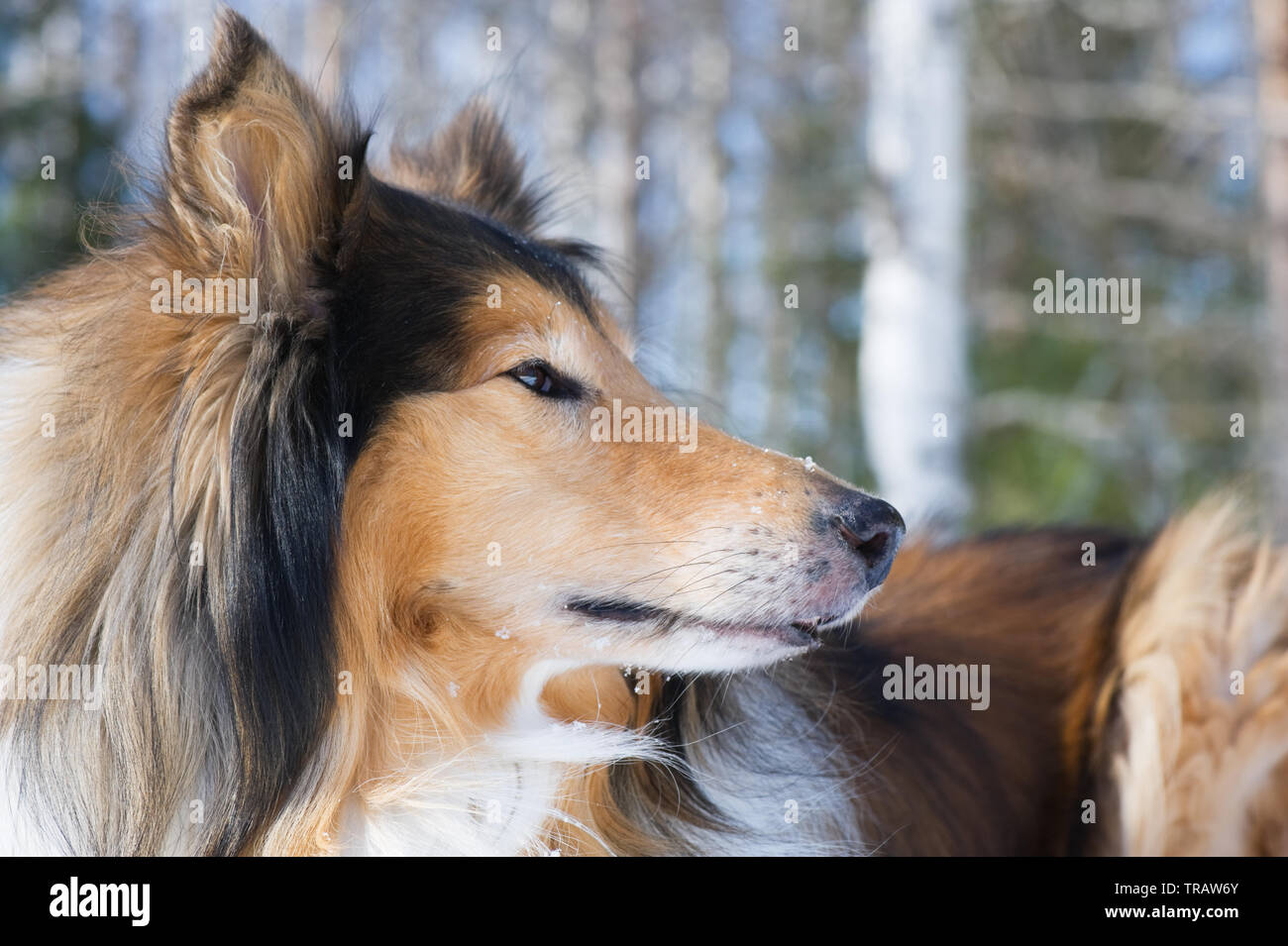 Collie ruvida ritratto d'inverno. Focus sull'occhio. Foto Stock