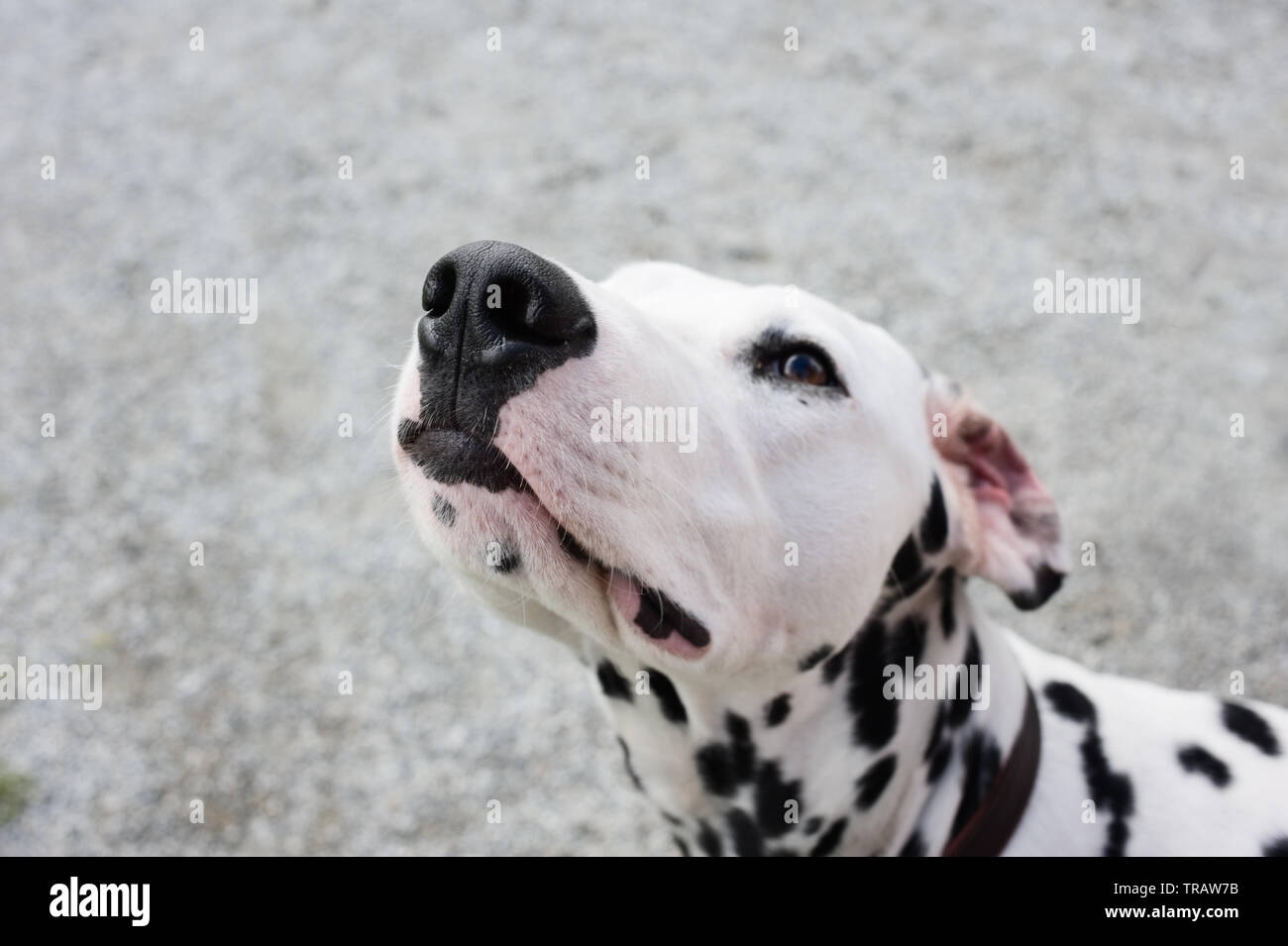 Ritratto di un cane dalmata. Foto Stock