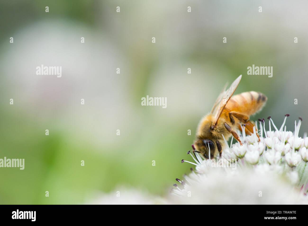 Il miele delle api sul grande masterwort (Astrantia major) fiore. Foto Stock