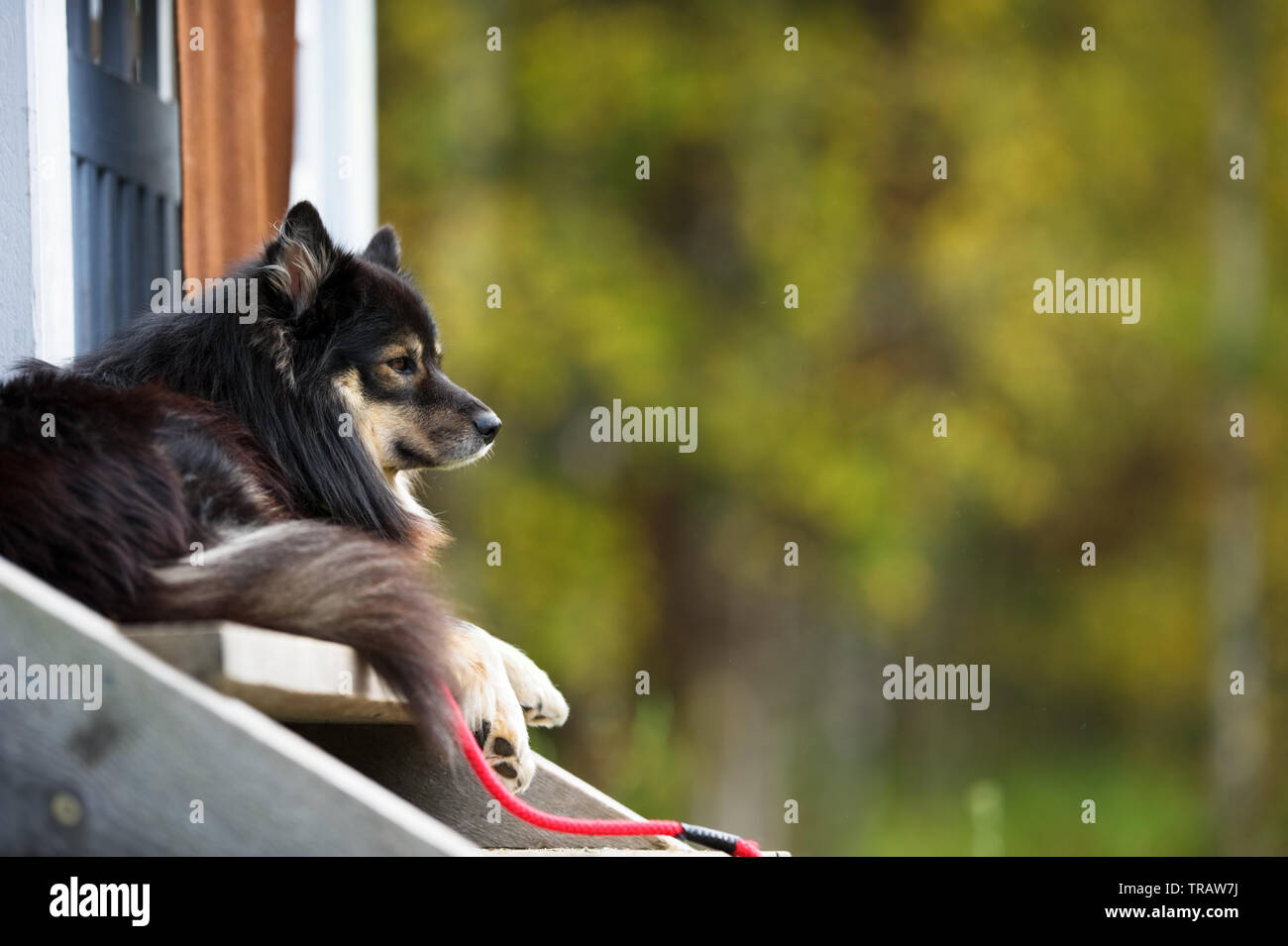 Lapphund finlandese si rilassa sul portico anteriore. Messa a fuoco selettiva e profondità di campo. Foto Stock