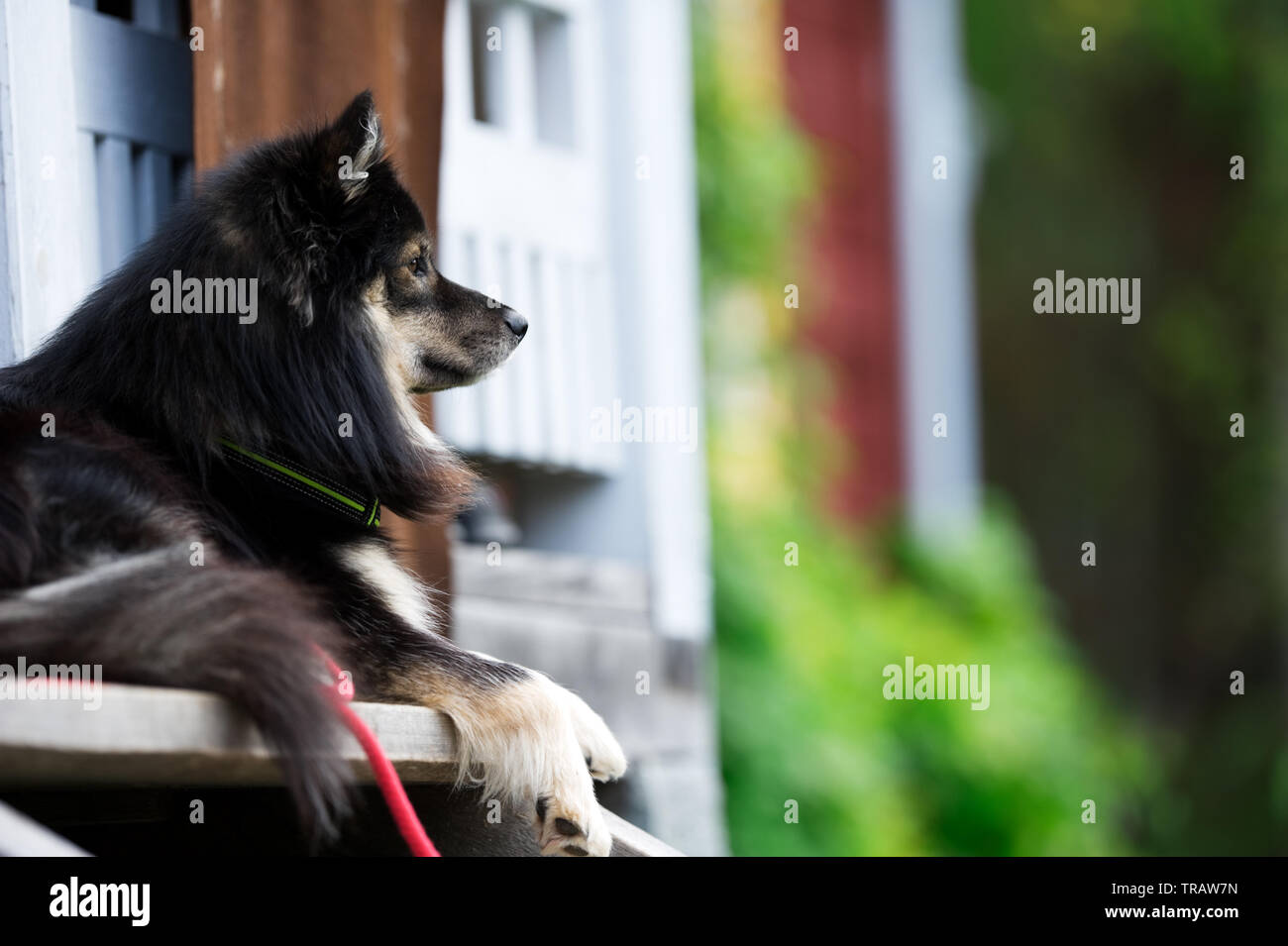 Lapphund finlandese si rilassa sul portico anteriore. Messa a fuoco selettiva e profondità di campo. Foto Stock