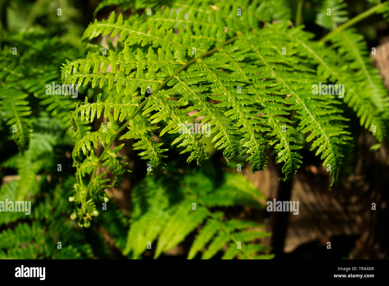 Hampstead Heath, weekend Londra Foto Stock