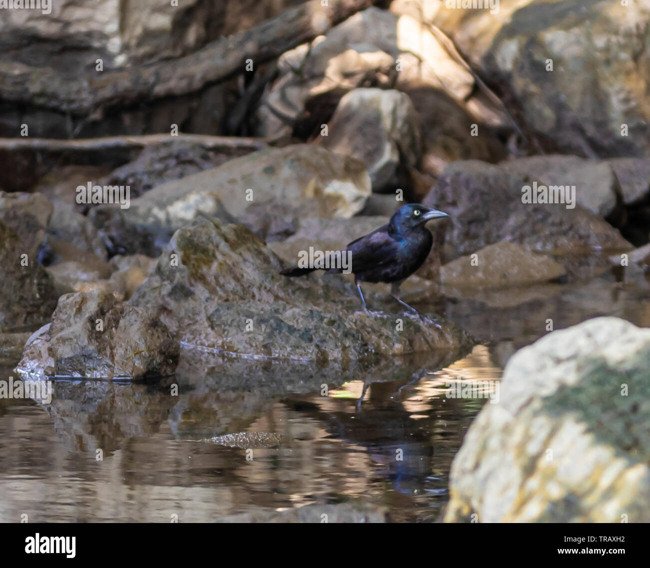 Bird in cerca di cibo Foto Stock