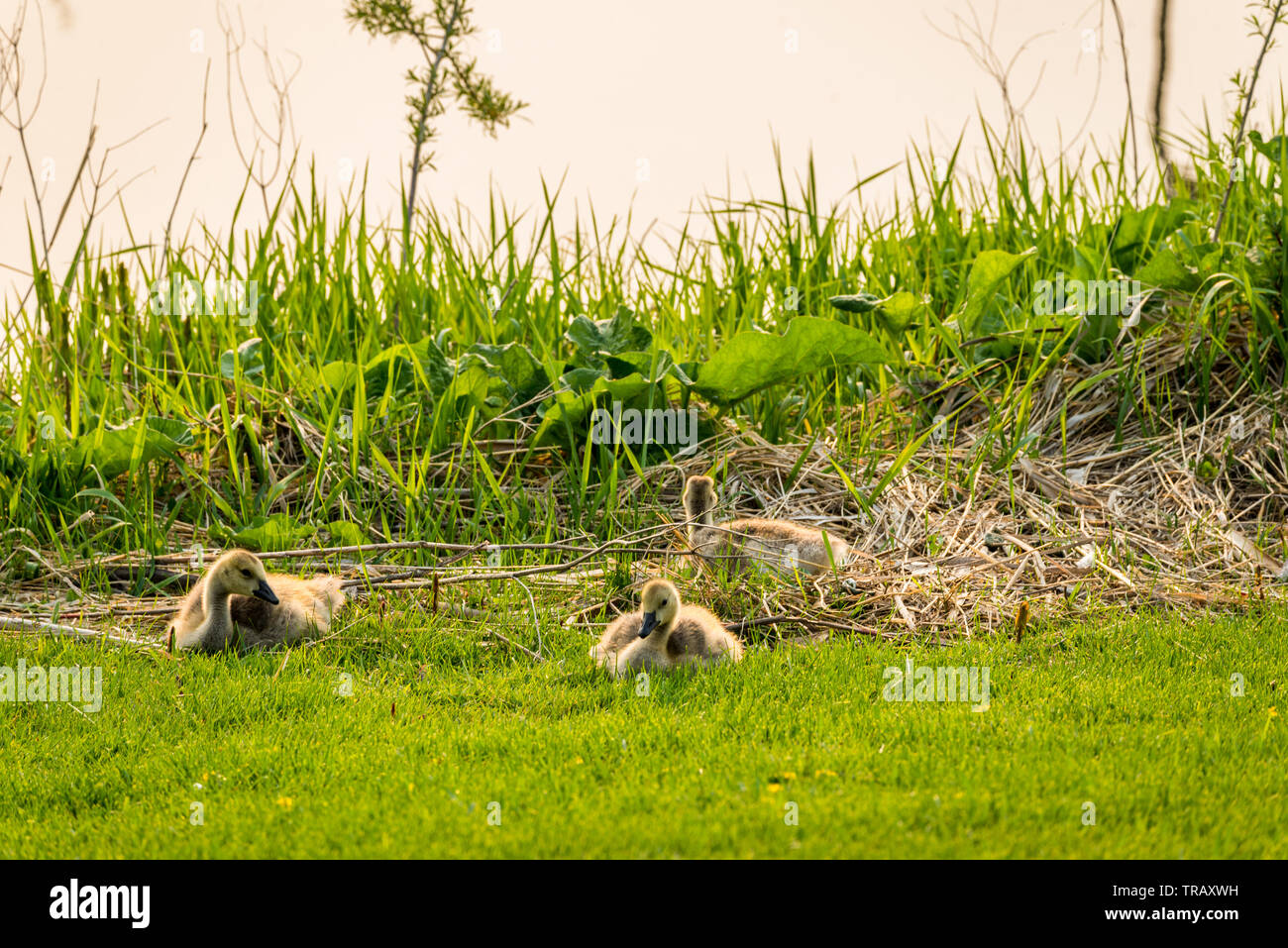 Frizione di tre goslings accanto a un torrente su Elmwood Campo da Golf nella corrente di Swift, SK Foto Stock
