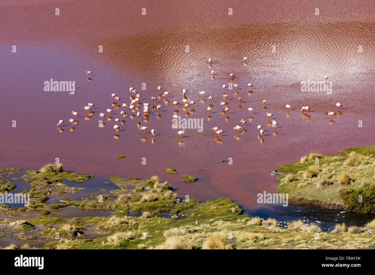 Fenicotteri nella Laguna Colorada, Bolivia Foto Stock