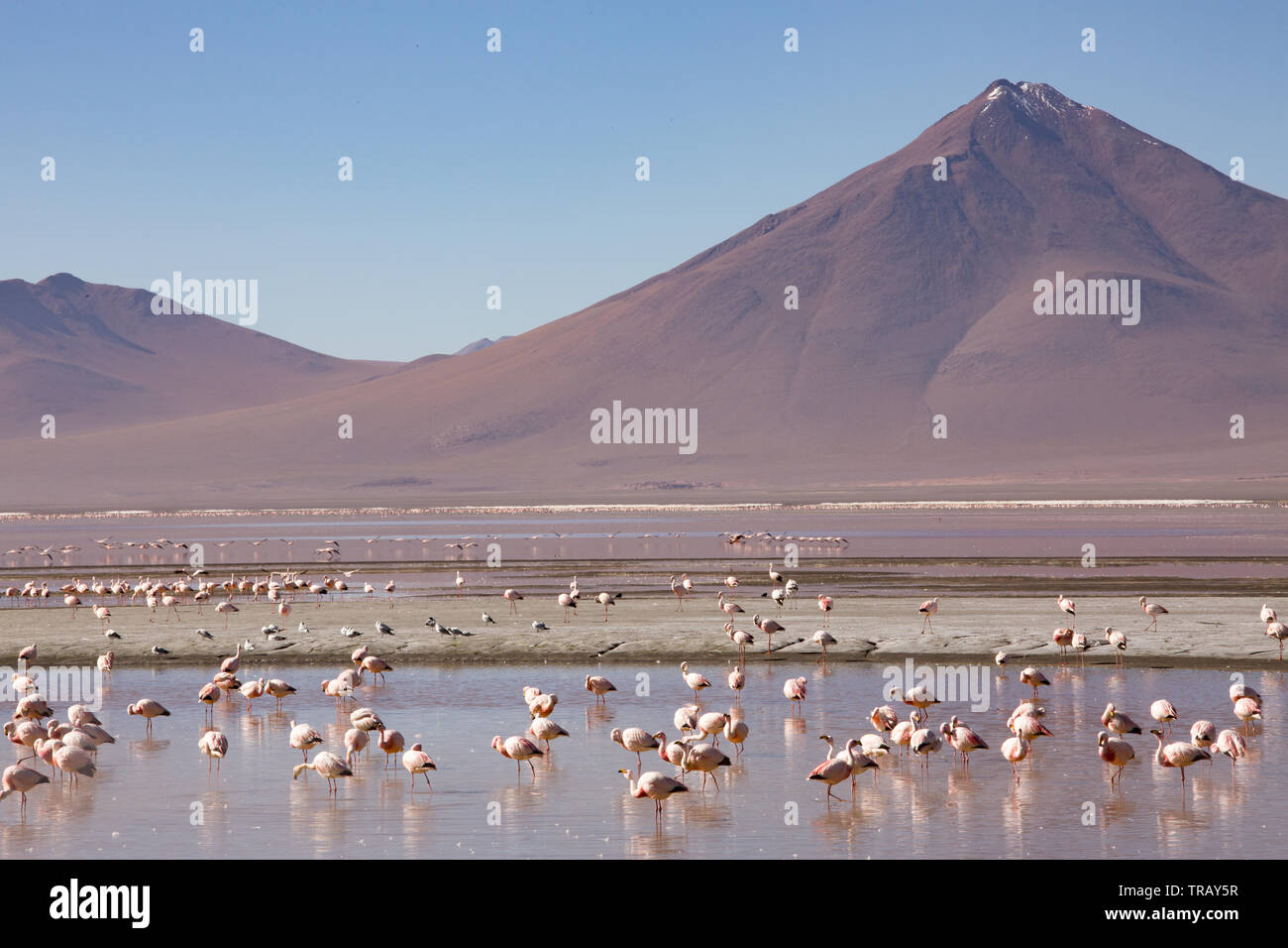 Fenicotteri nella Laguna Colorada, Bolivia Foto Stock