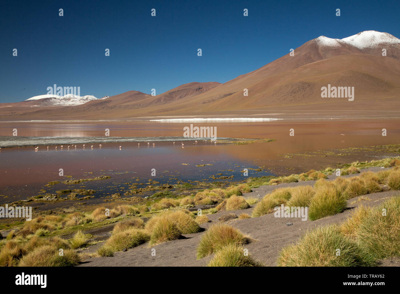 Fenicotteri nella Laguna Colorada, Bolivia Foto Stock