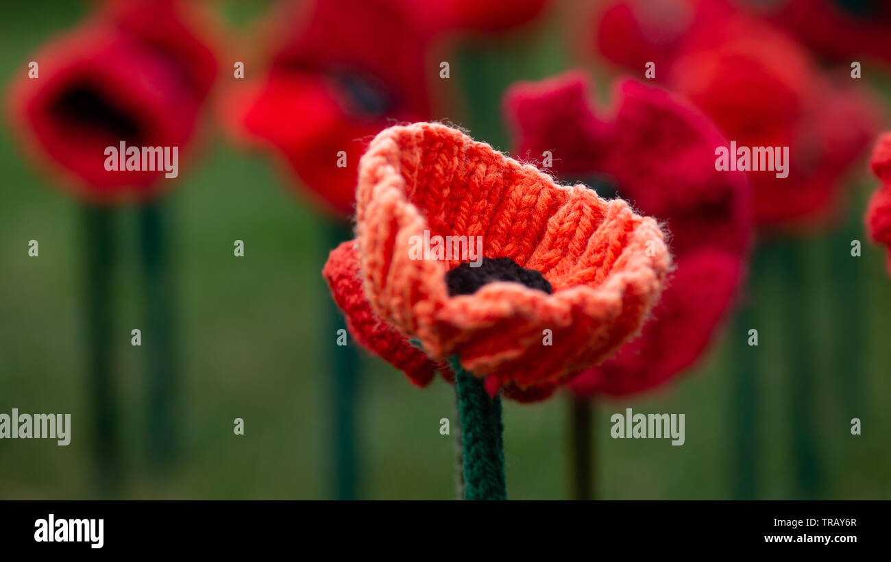 62.000 Papaveri - Australian War Memorial - Canberra - Australia Foto Stock