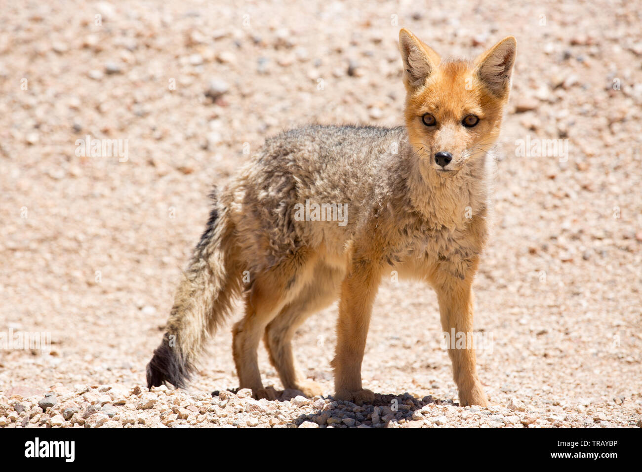 Wild fox nel altiplano in Bolivia Foto Stock