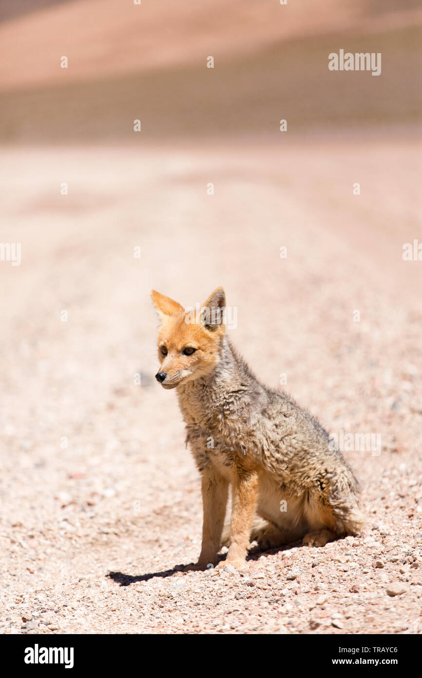 Wild fox nel altiplano in Bolivia Foto Stock