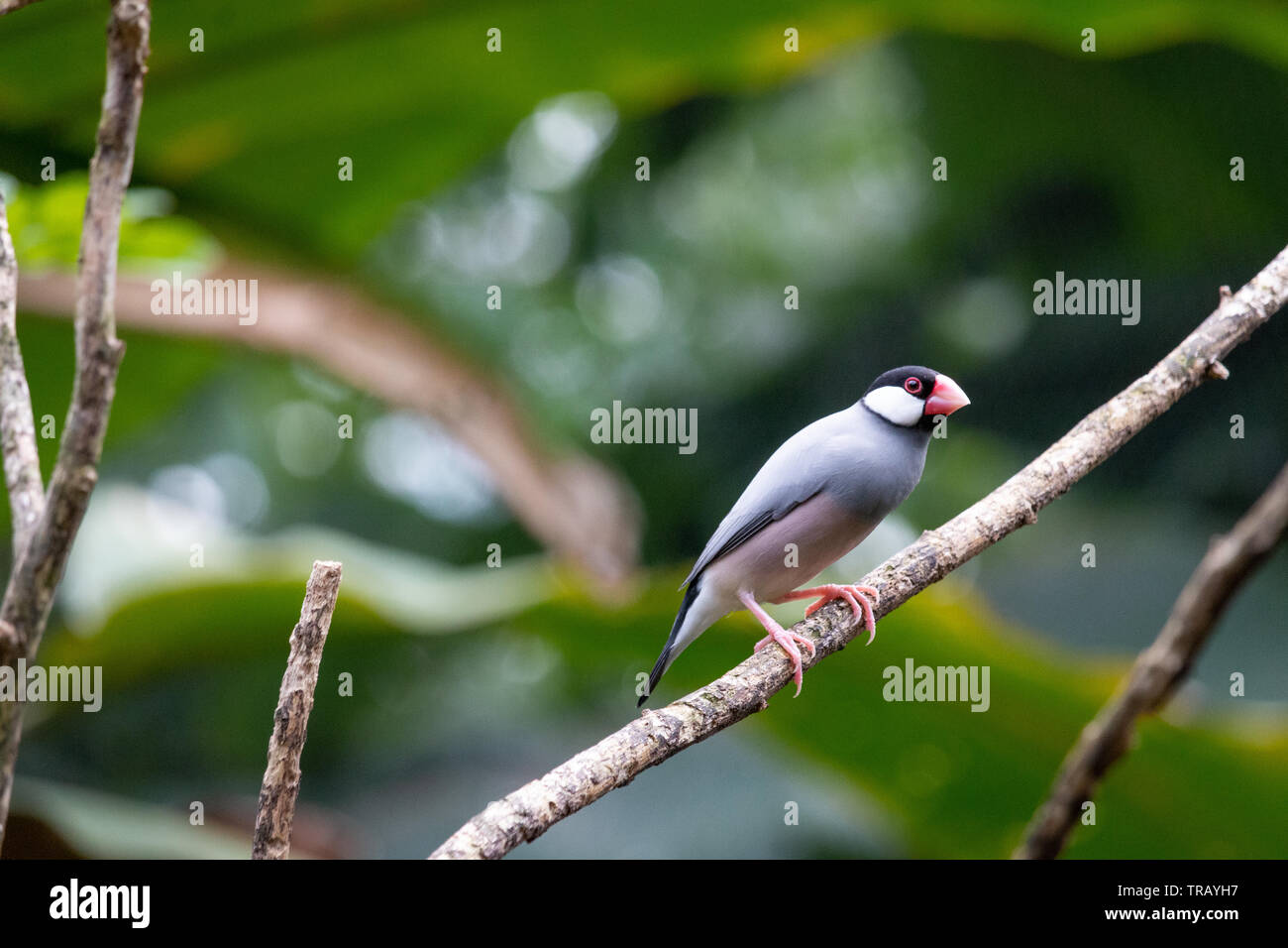 Passero Java in un albero, bellissimo uccello con bei colori Foto Stock