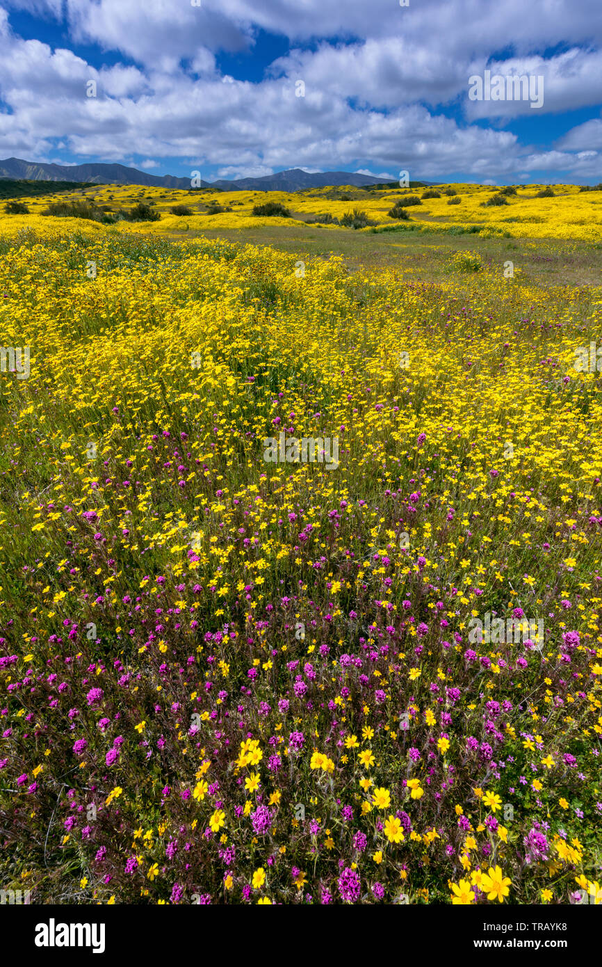 Civette trifoglio, Monolopia, Caliente gamma, Carrizo Plain monumento nazionale, San Luis Obispo County, California Foto Stock