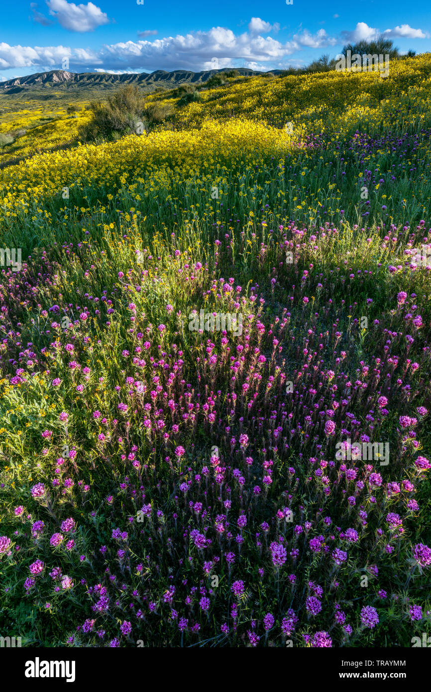 Civette trifoglio, Monolopia, Caliente gamma, Carrizo Plain monumento nazionale, San Luis Obispo County, California Foto Stock