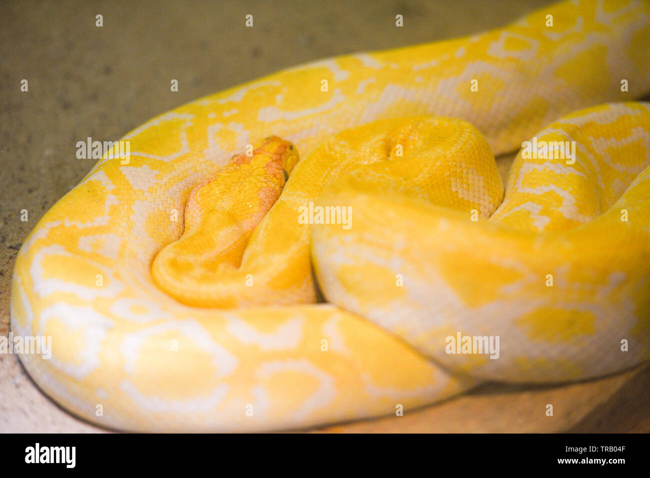 Python snake giallo giacente a terra / Albino pitone birmano Golden Foto Stock