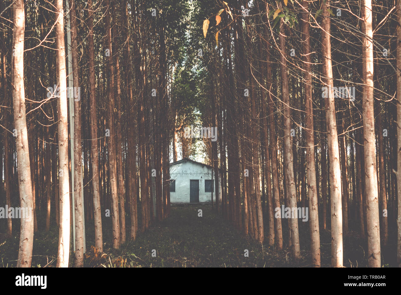 Drammatica misteriosa Casa nel Bosco - alberi di eucalipto Foto Stock