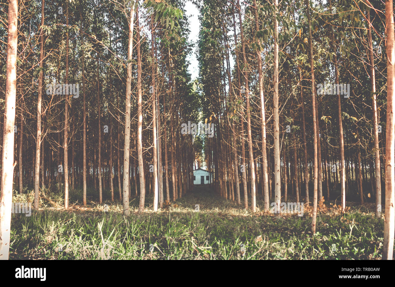 Drammatica misteriosa Casa nel Bosco - alberi di eucalipto Foto Stock