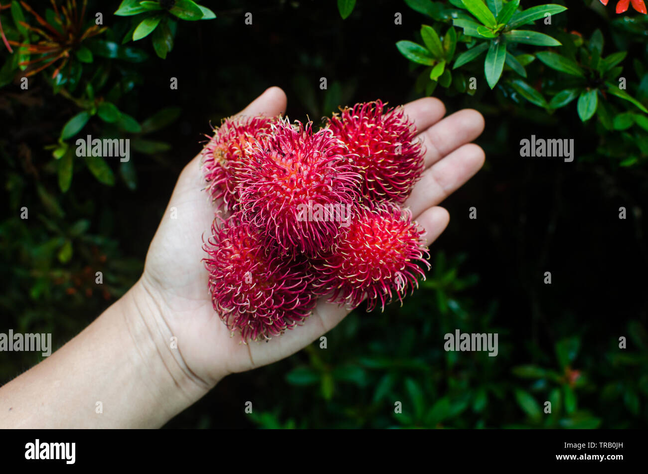 Mature rambutans rosso a portata di mano Foto Stock