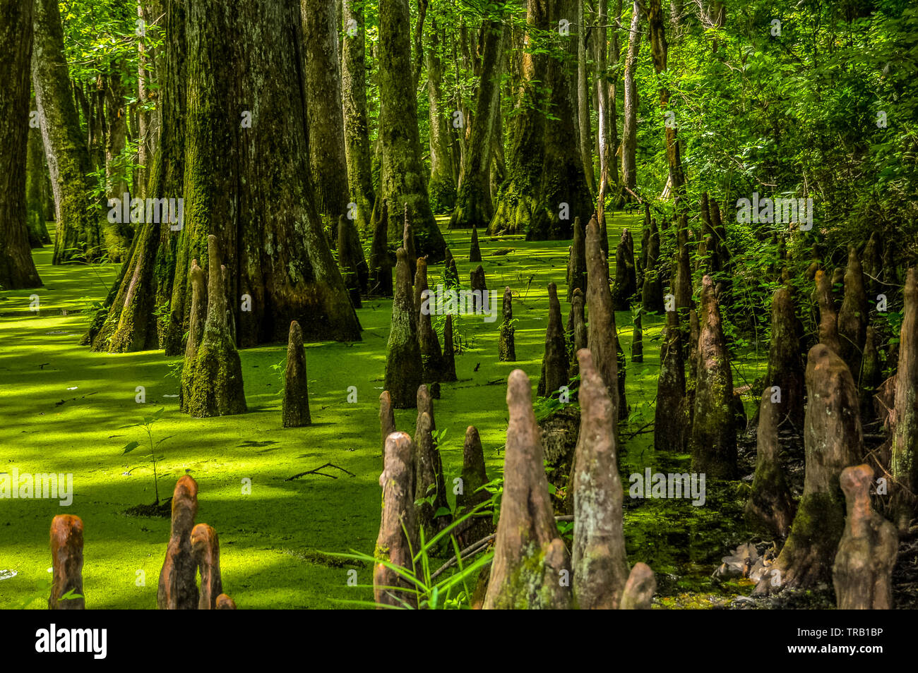 Cypress Swamp al Mississippi Foto Stock