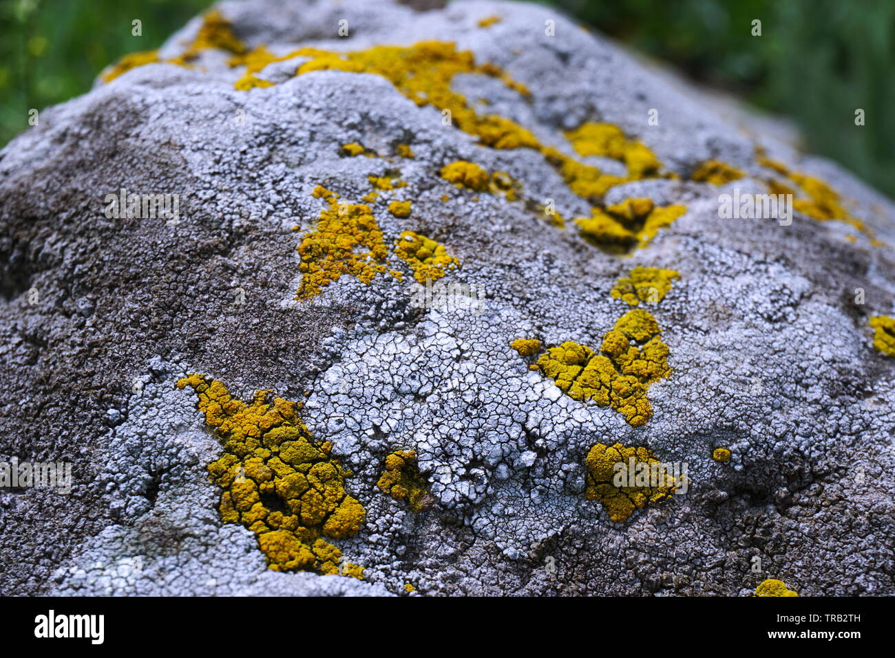 Vista ravvicinata di pietra a spiovente coperto con giallo e bianco licheni. Foto Stock