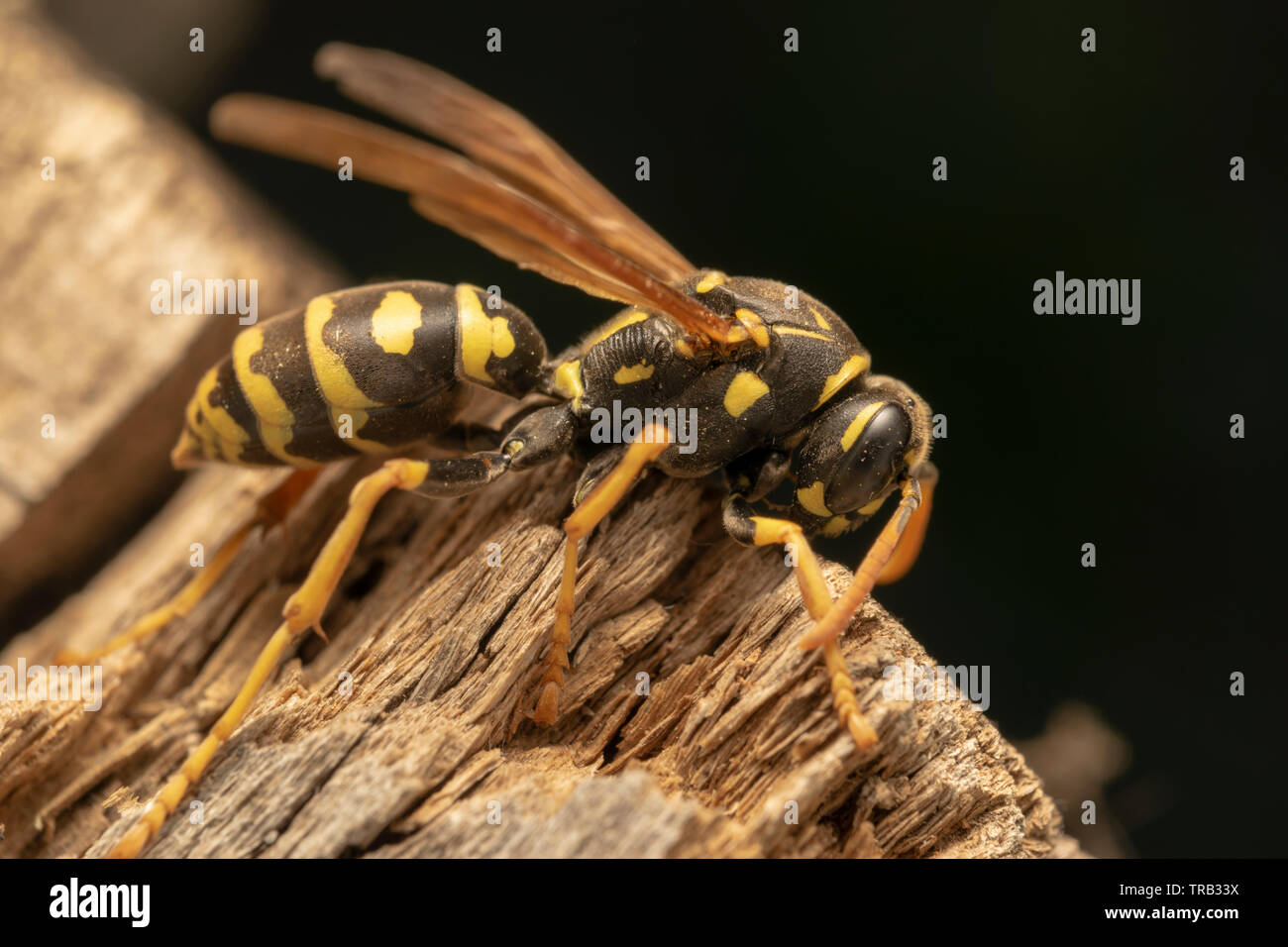 Carta europea wasp (Polistes gallicus) sulla tavola di legno Foto Stock