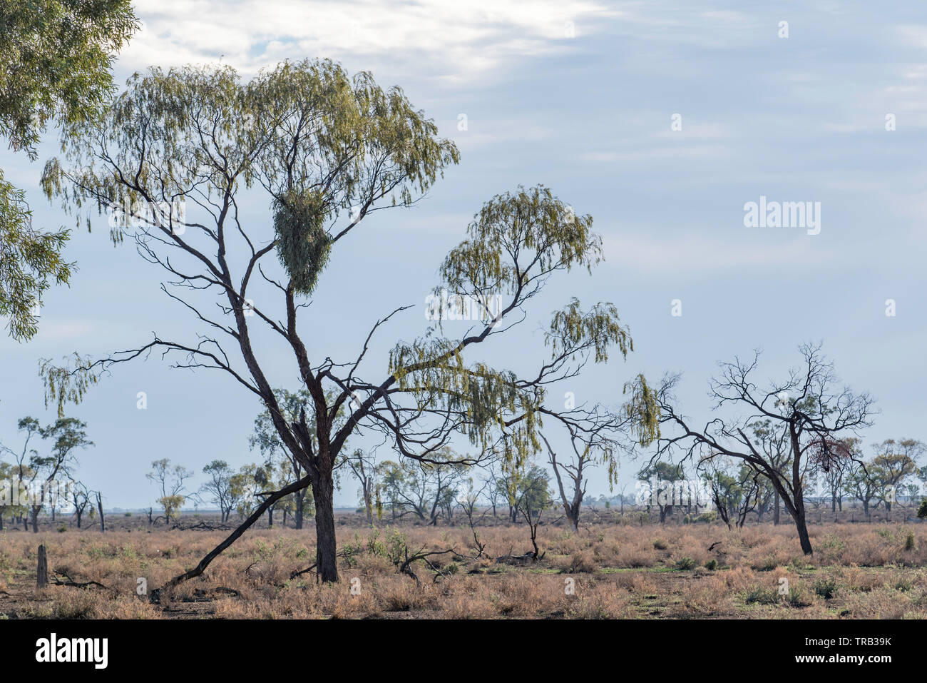 Maggio 2019, Australia: un albero Myall (Acacia pendula) con il vischio cresce in rami superiori in una fattoria vicino a Burren Junction, NSW, Australia Foto Stock