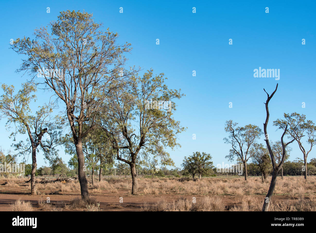2019 maggio, Australia: Alberi di conifere (Atalaya hemiglauca) in una fattoria vicino Burren Junction, NSW, Australia Foto Stock