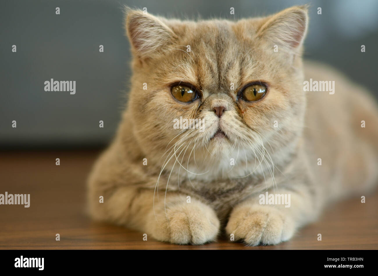 Esotico gatto Shorthair con gli occhi larghi seduti su un tavolo di legno guardando in macchina fotografica dando espressioni divertenti Foto Stock