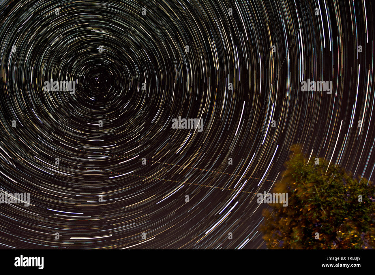 Star light sentieri intorno la stella polare con albero di eucalipto in primo piano. Foto Stock